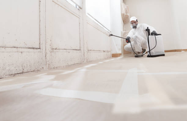 Black mold remediation team in Norfolk